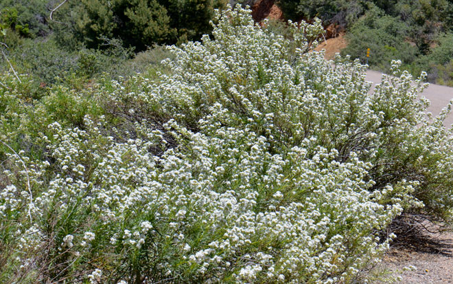 Eriodictyon angustifolium, Narrowleaf Yerba Santa